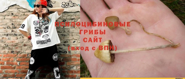 прущие грибы Медногорск